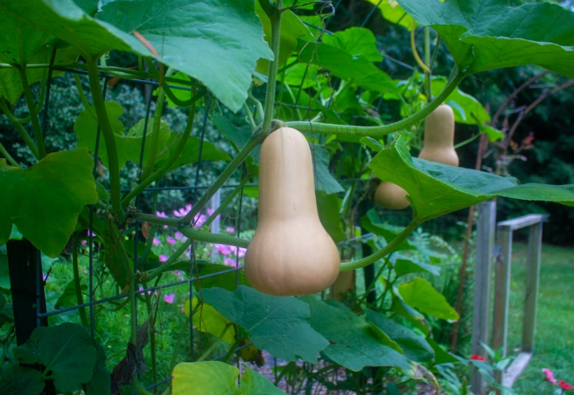 butternut pumpkin harvesting