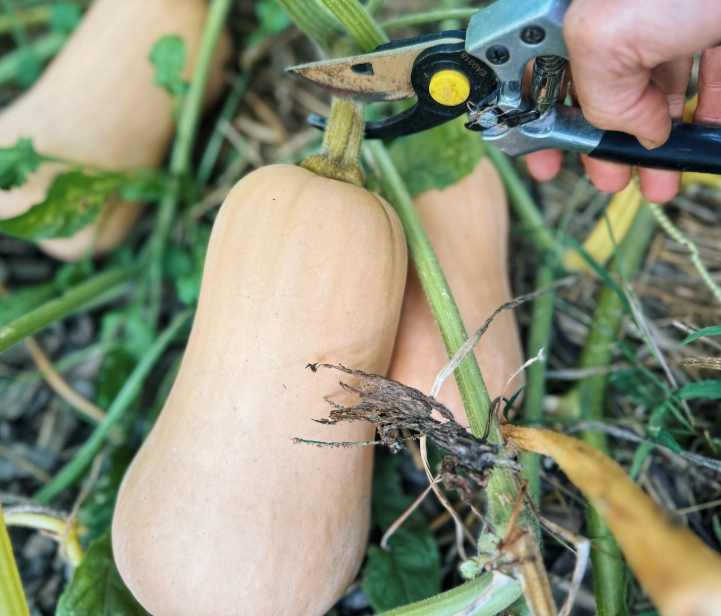 harvesting butternut squash