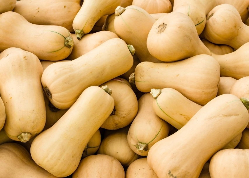 butternut squash harvest time