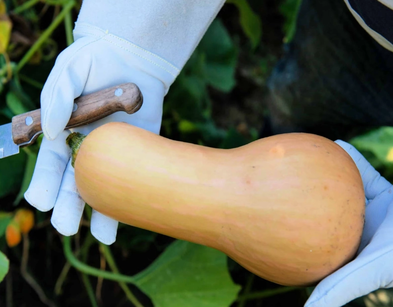 signs butternut squash is ripe