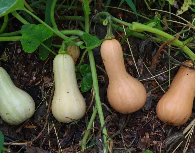 when to harvest butternut squash