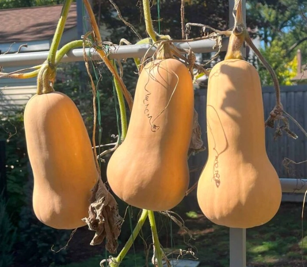 harvesting butternut squash