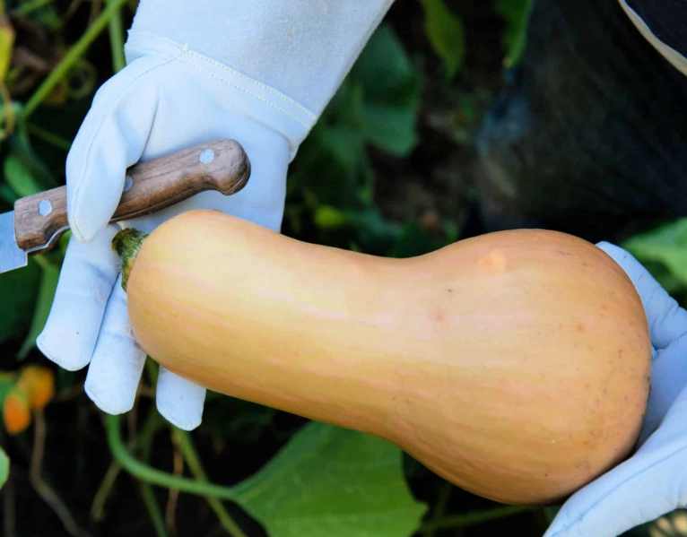 butternut squash harvest time