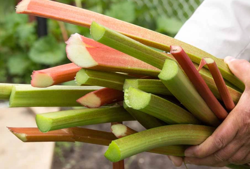 harvest rhubarb
