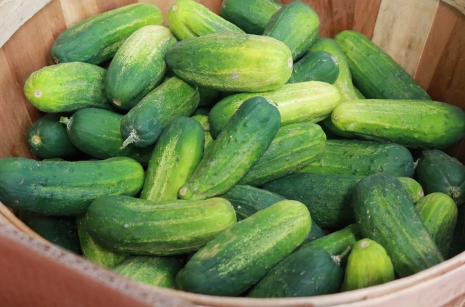 best time to harvest pickling cucumbers