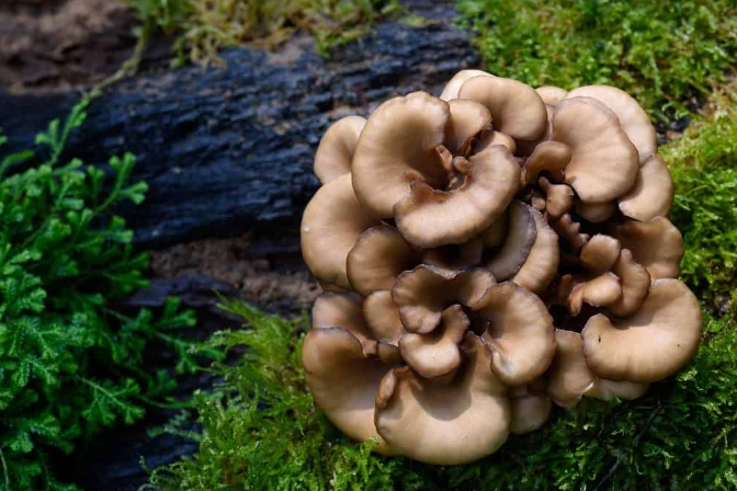 forest garden for chickens