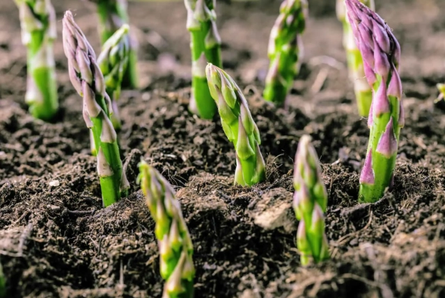 how to grow asparagus