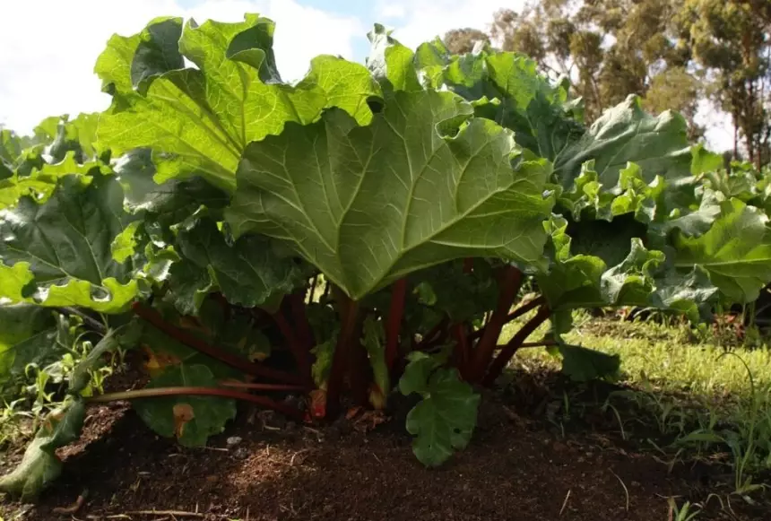 rhubarb season