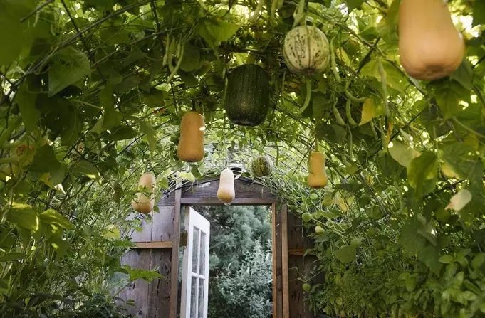 butternut squash plant care