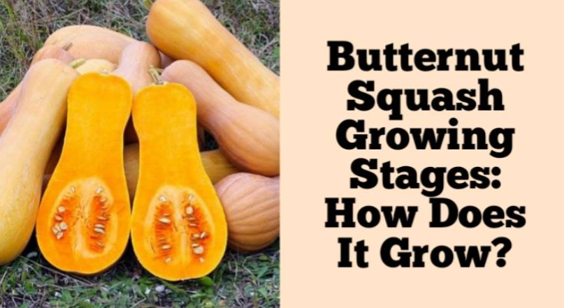 butternut squash season