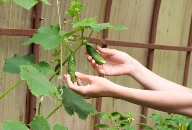 how to tell when pickling cucumbers are ready