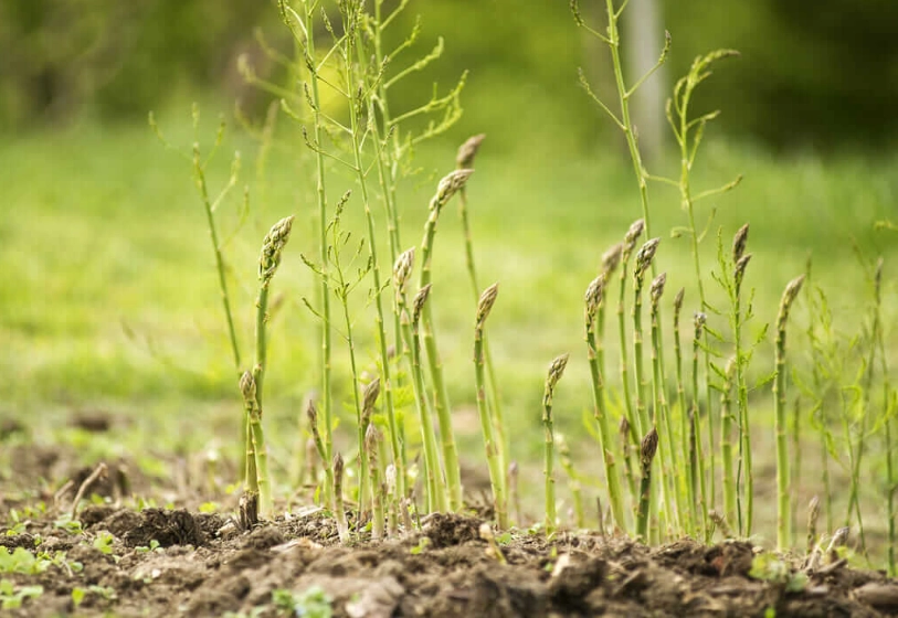 asparagus plant care