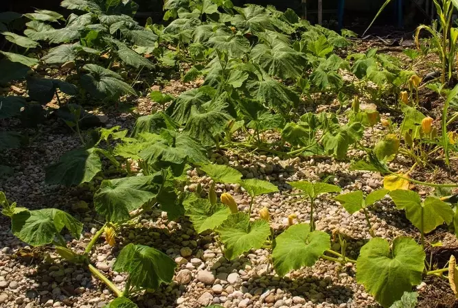 butternut squash varieties