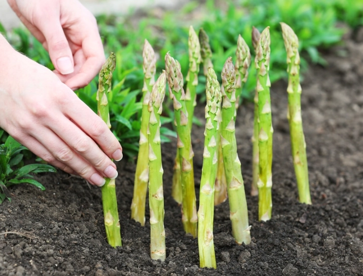 growing asparagus