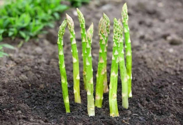 asparagus harvesting tips