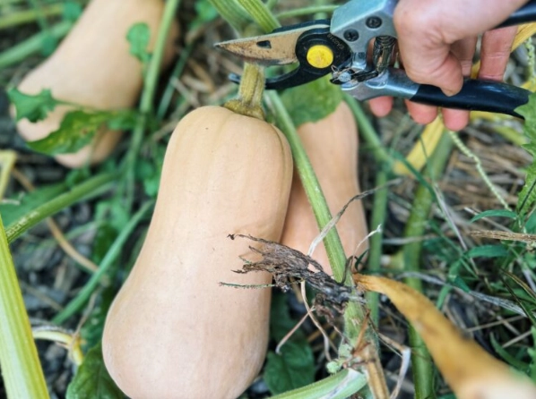 when to harvest butternut squash