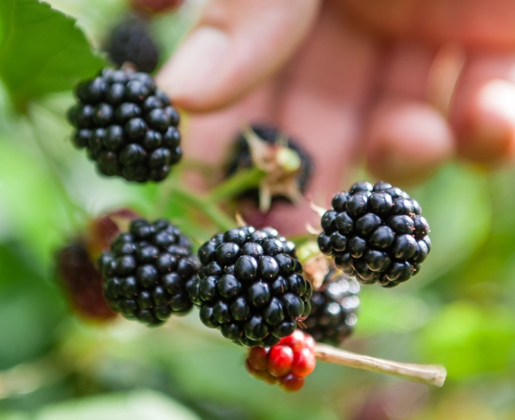 blackberry season