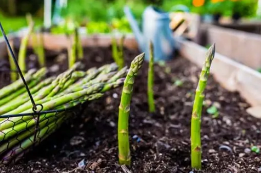 asparagus plant care
