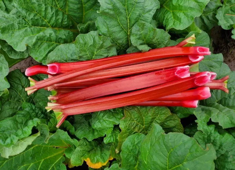 harvest rhubarb