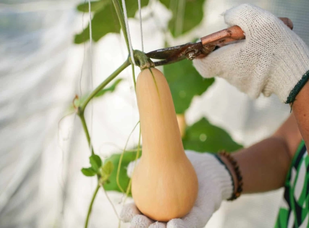 butternut squash ripe signs