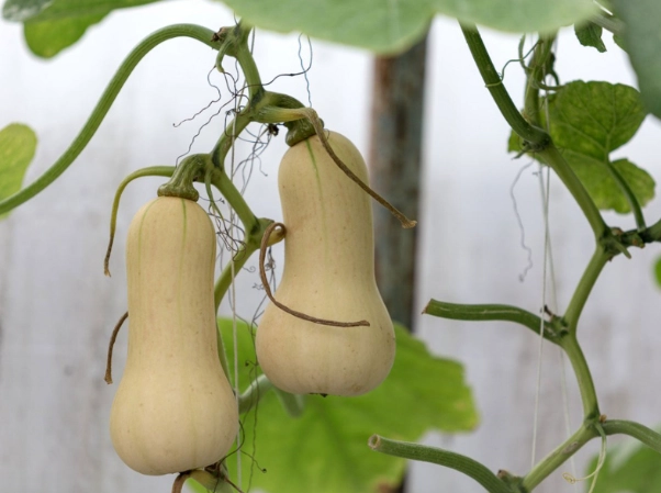 growing butternut squash