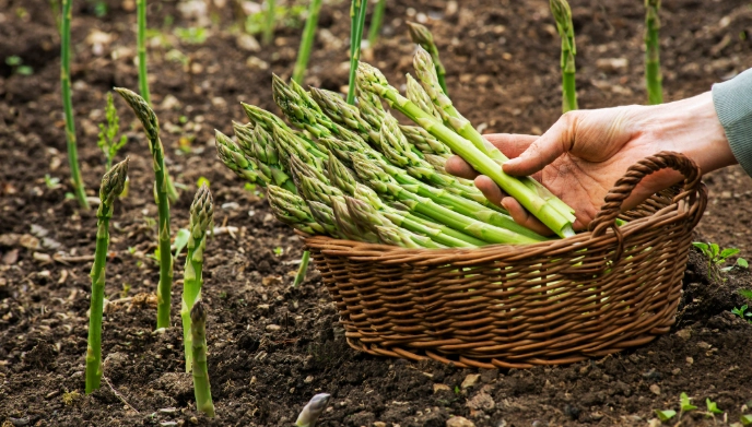 asparagus spear