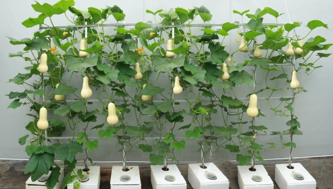 butternut squash varieties