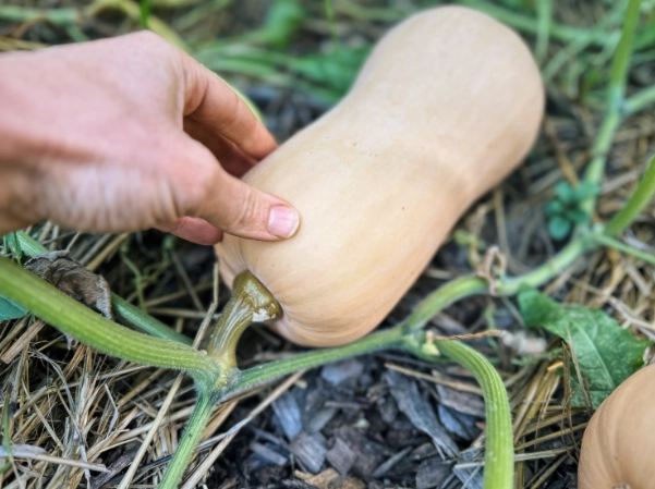 harvesting butternut squash