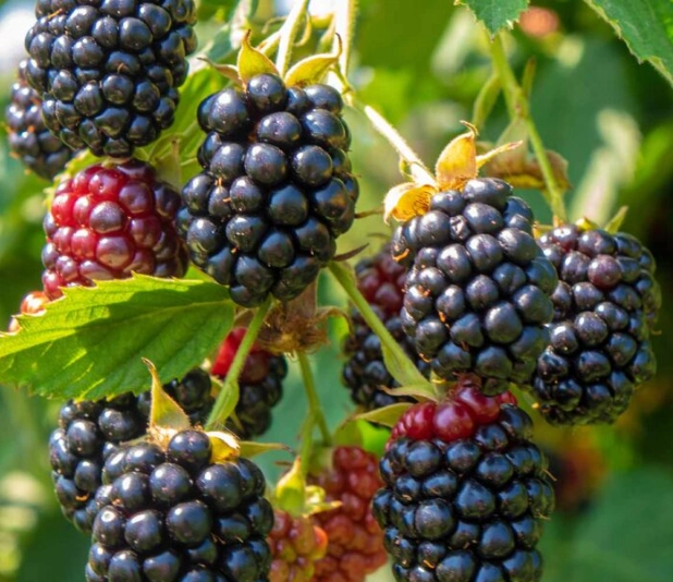 blackberry picking season