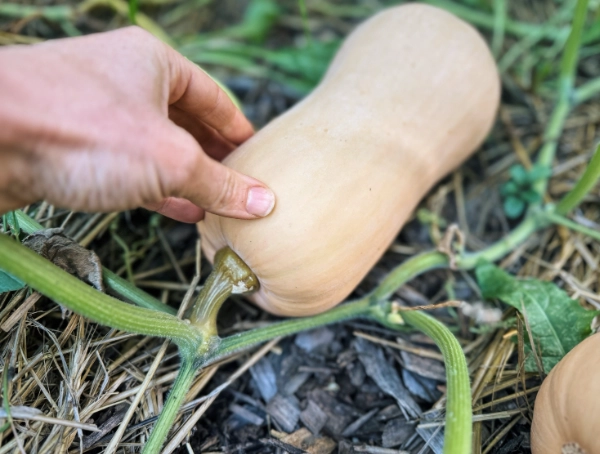 when to pick butternut squash