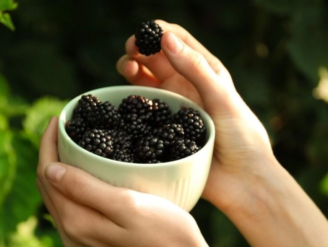 blackberry picking season