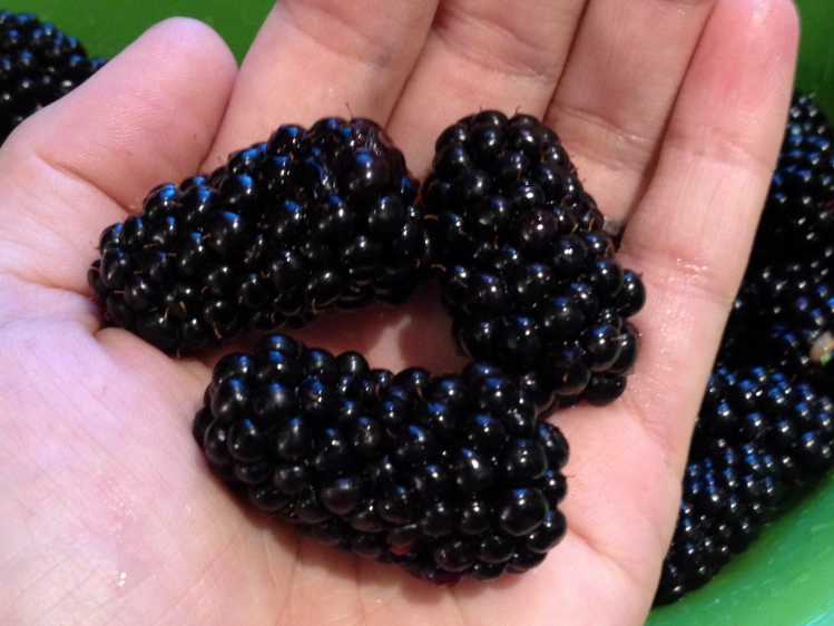 when are blackberries ripe