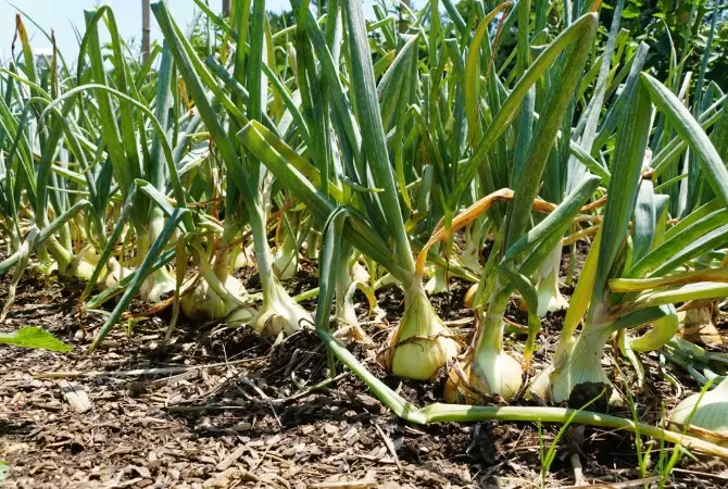 Walla Walla Sweet Onion