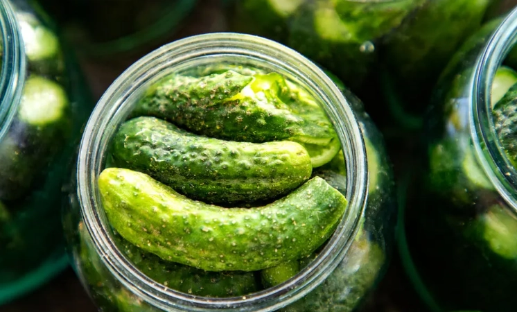 how to grow pickling cucumbers