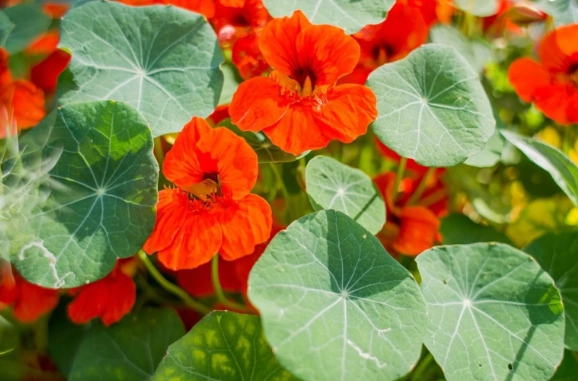 are nasturtiums edible
