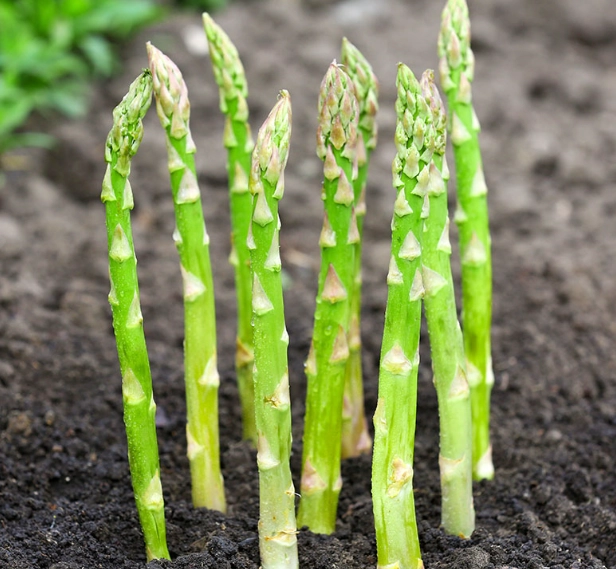 how to grow asparagus