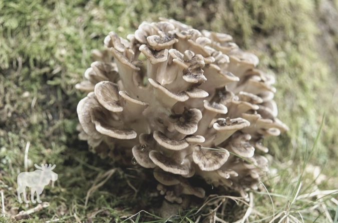 chicken friendly woodland