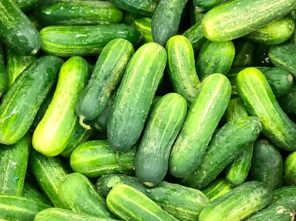 best pickling cucumber varieties