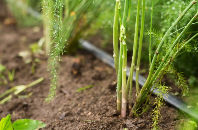 asparagus harvesting tips