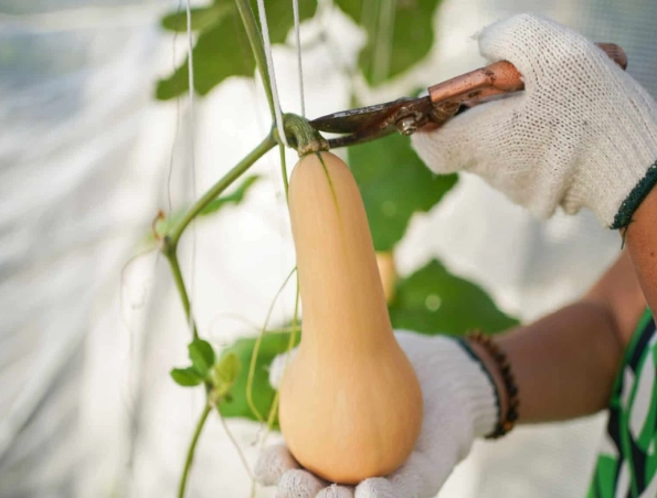 harvesting butternut squash