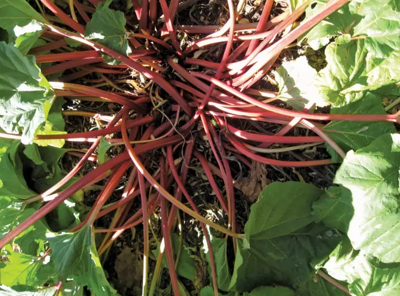 rhubarb season