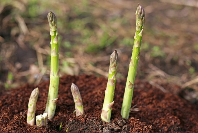 asparagus spear