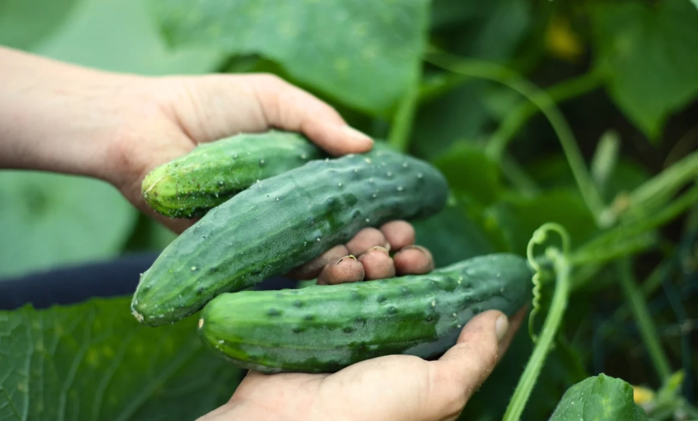 harvesting cucumbers