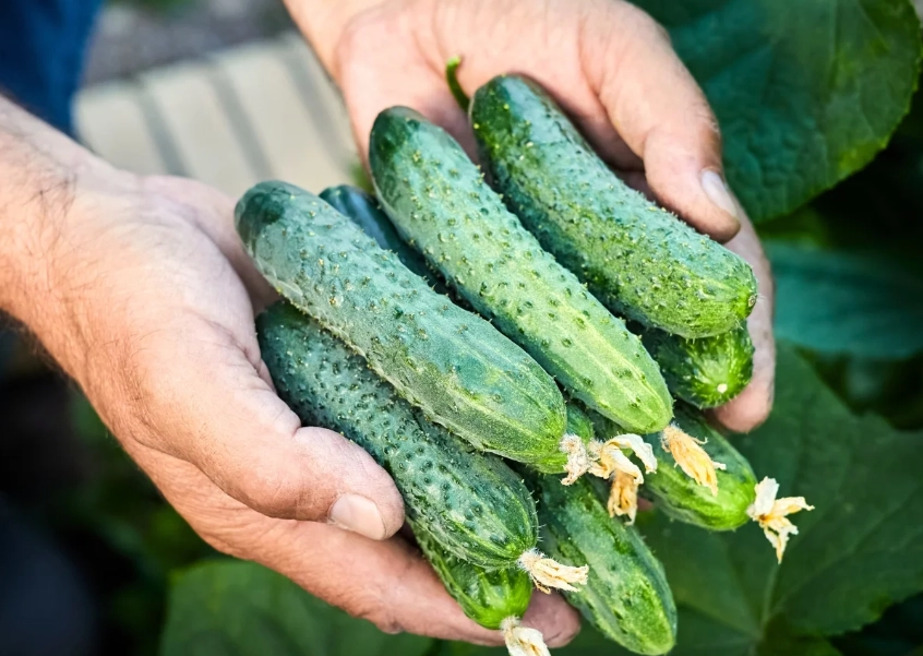 how to tell when cucumbers are ripe