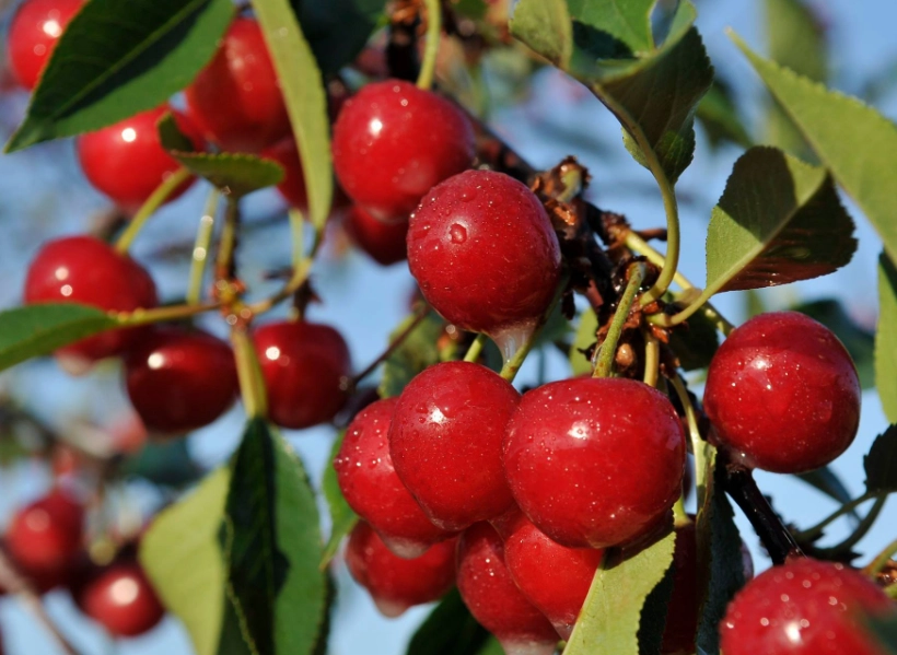 cherry season by month