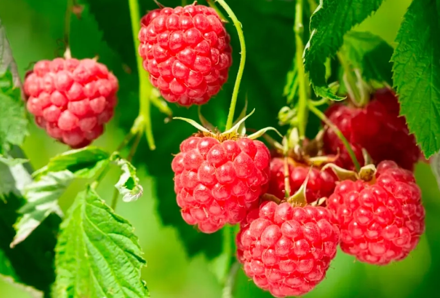 are raspberry seeds edible