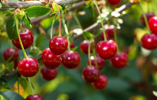 best time to buy cherries