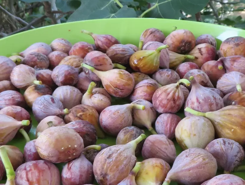 fresh figs season
