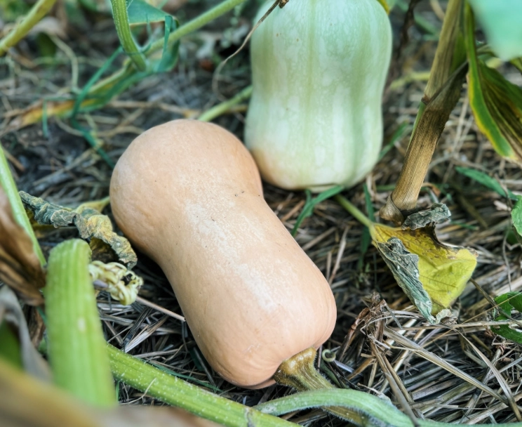 butternut squash ripeness signs