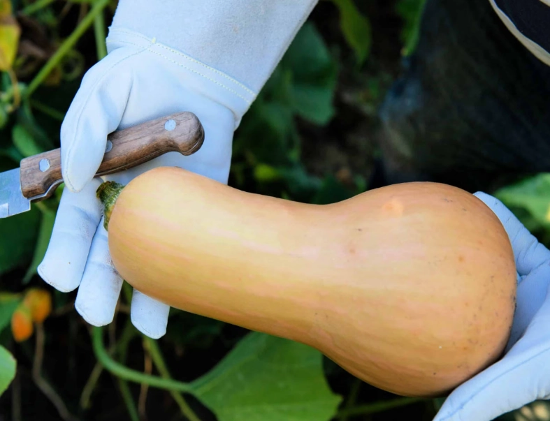 when to harvest butternut squash